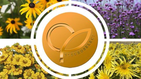 Les quatre médaillées d’or 2023 choisies par le jury de Fleuroselect. 